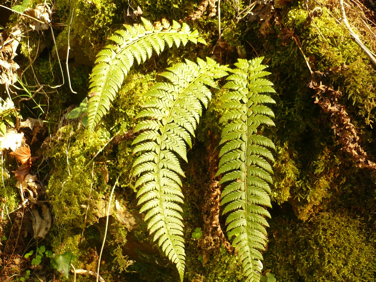 Polystichum aculeatum (Dryopteridaceae)
